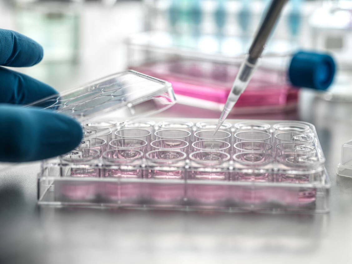 Die neuen FDA-Vorgaben sollen die Arzneimittelsicherheit erhöhen, Entwicklungsprozesse effizienter gestalten und Tierversuche einsparen, vor allem an Hunden und Primaten. / © Getty Images/Connect Images RF/Andrew Brookes