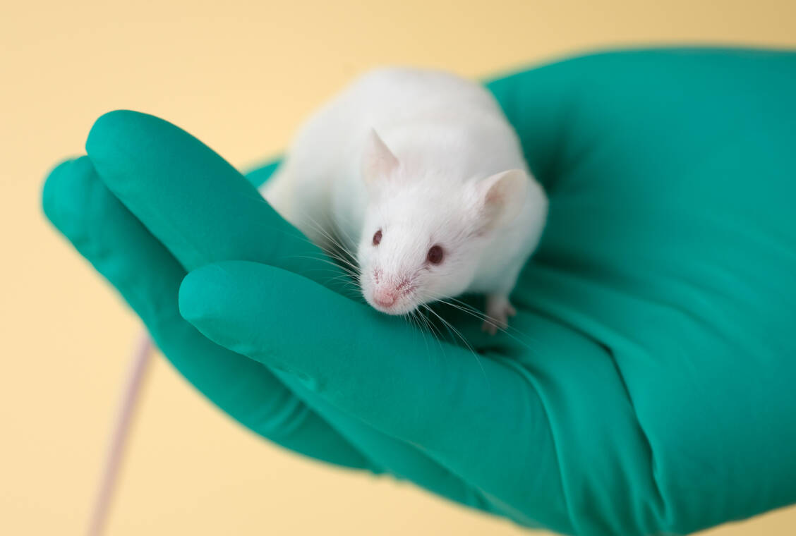 Ein neuartiger Impfstoff, der nasal verabreicht wird, konnte bei Mäusen Infektionen mit viralen und bakteriellen Atemwegserregern verhindern. Zusätzlich fiel eine allergische Reaktion auf ein Atemwegsallergen schwächer aus. / © Getty Imagessidsnapper