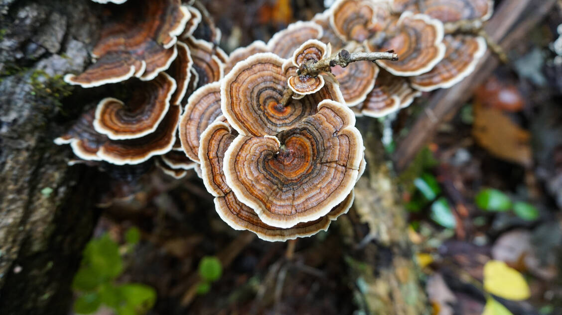 Trametes versicolor, auch Truthahnschwanz oder Schmetterlingstramete genannt, ist eigentlich ungenießbar. In der TCM wird er jedoch zur Stärkung des Immunsystems genutzt. / Foto: Getty Images/James Mahan