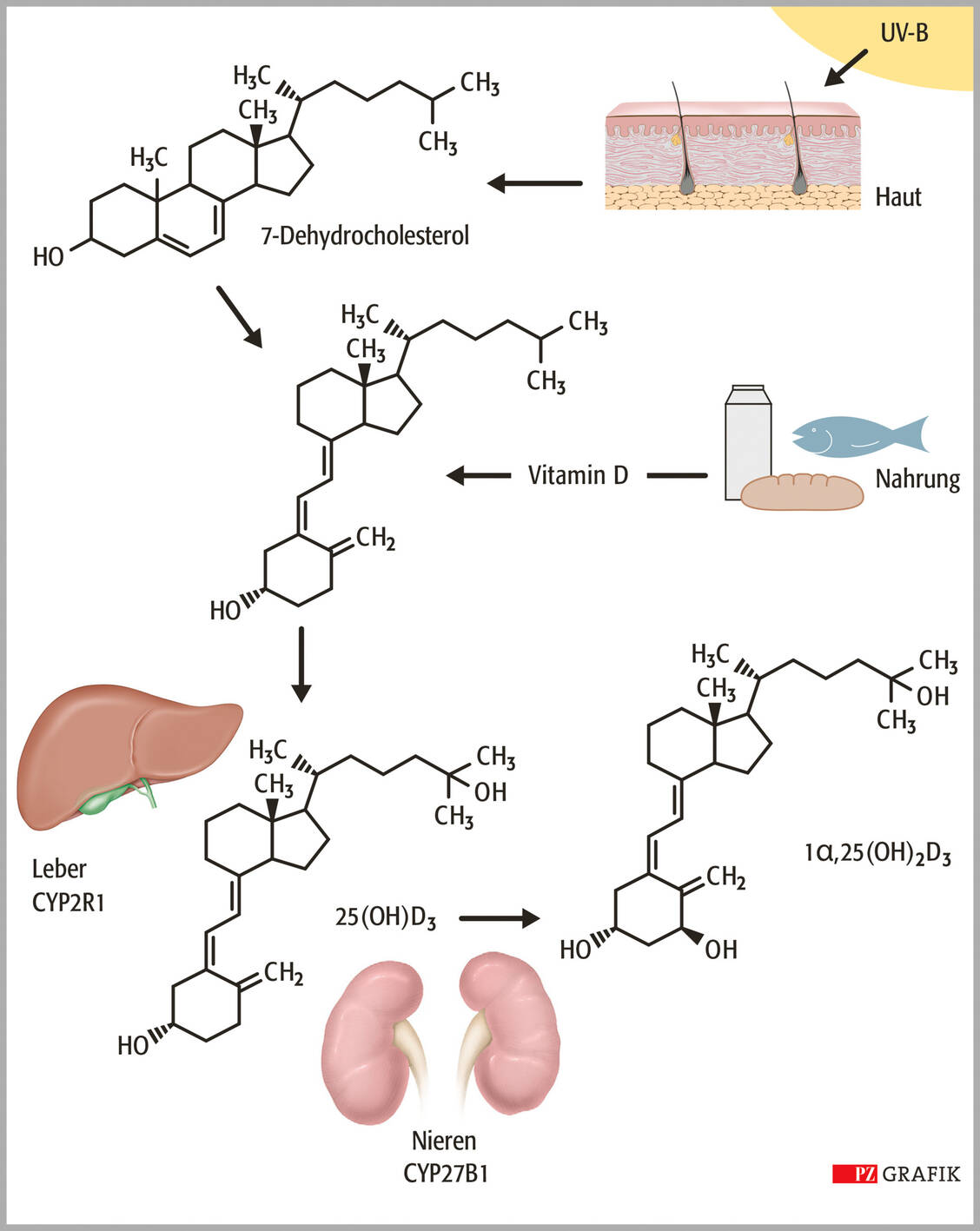 Abbildung 2: Bei der Biosynthese des Prohormons Vitamin D und seines aktiven Metaboliten 1α,25(OH)<sub>2</sub>D<sub>3</sub> (Calcitriol) wird aus Cholesterol 7-Dehydrocholesterol gebildet, bevor in der Haut unter UV-B-Bestrahlung die Ringöffnung und über einen weiteren Zwischenschritt die Synthese von Vitamin D erfolgt. Stellt eine weitere Vitamin-D-Quelle die Nahrung dar, so wird Vitamin D in der Leber zu 25(OH)D<sub>3</sub> und anschließend in der Niere zu 1α,25(OH)<sub>2</sub>D<sub>3</sub> umgewandelt. / Foto: Stephan Spitzer