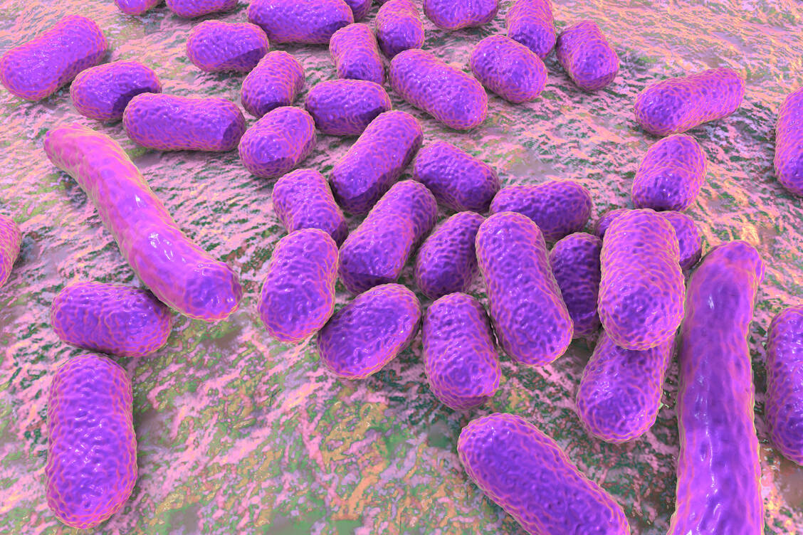 Zur Gattung Acinetobacter gehören sehr widerstandsfähige gramnegative Bakterien, die gegen fast alle bekannten Antibiotika resistent sind. / Foto: Adobe Stock/Kateryna_Kon