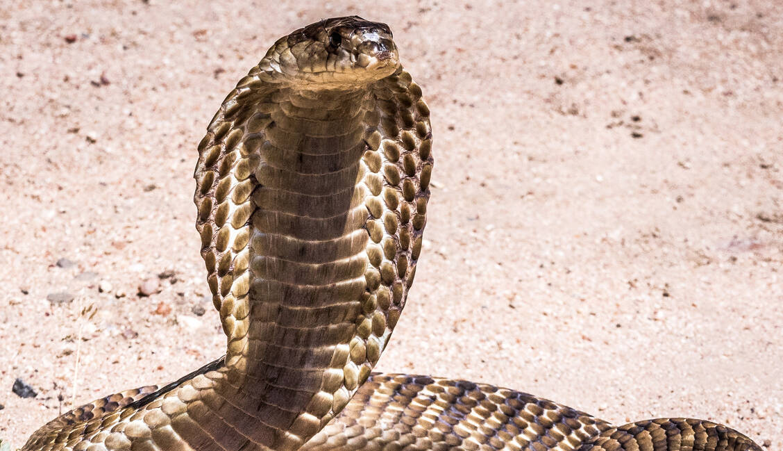 Zum Beispiel die Echte Kobra und die Ringhalskobra, aber auch die Mambas gehören zur Familie der Giftnattern. / © Adobe Stock/ Jorge