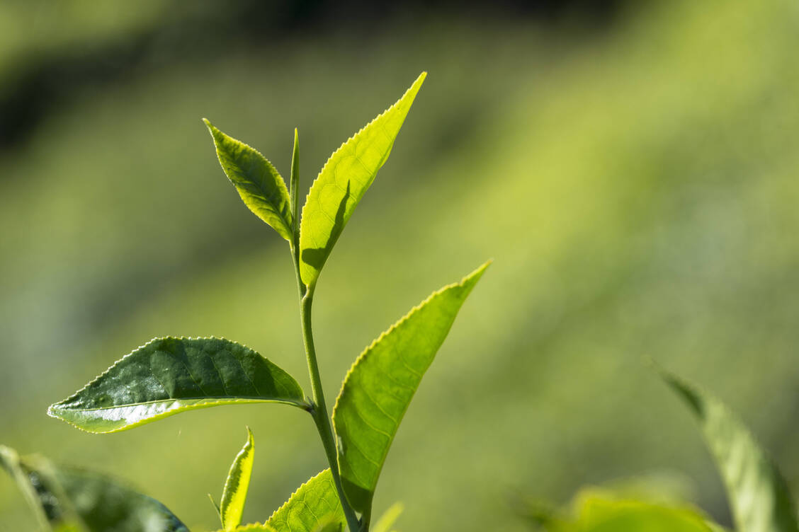 Theophyllin ist ein Naturstoff. Erstmals isoliert wurde das Xanthinderivat aus Teeblättern (Camellia sinensis). / © Imago Images/Imagebroker