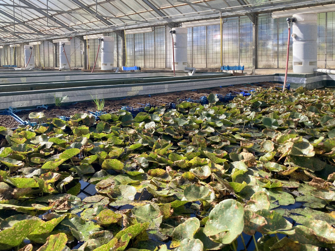 Hier verbringen die Blutegel ihre achtmonatige fütterungsfreie Quarantäne. Jeder Teich hat einen eigenen, separaten Wasserkreislauf. / © PZ/Laura Rudolph