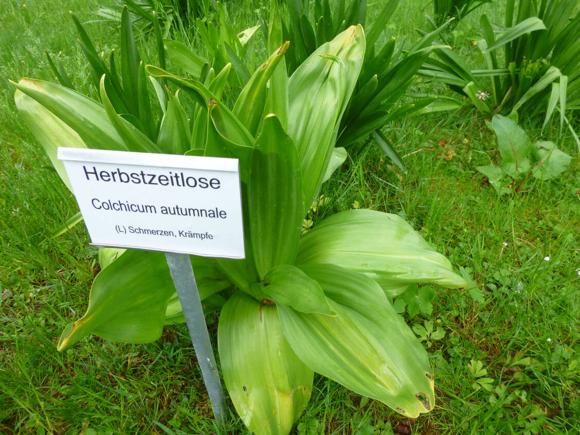 Die Herbstzeitlose enthält Colchicin. Wer im Wald Bärlauch sammelt, sollte sich auskennen. Blätter der Herbstzeitlose sind schon in vermeintlichen Bärlauch-Gerichten gelandet – mit fatalen Folgen. / Foto: Friedrich Böckle/Bad Liebenzell