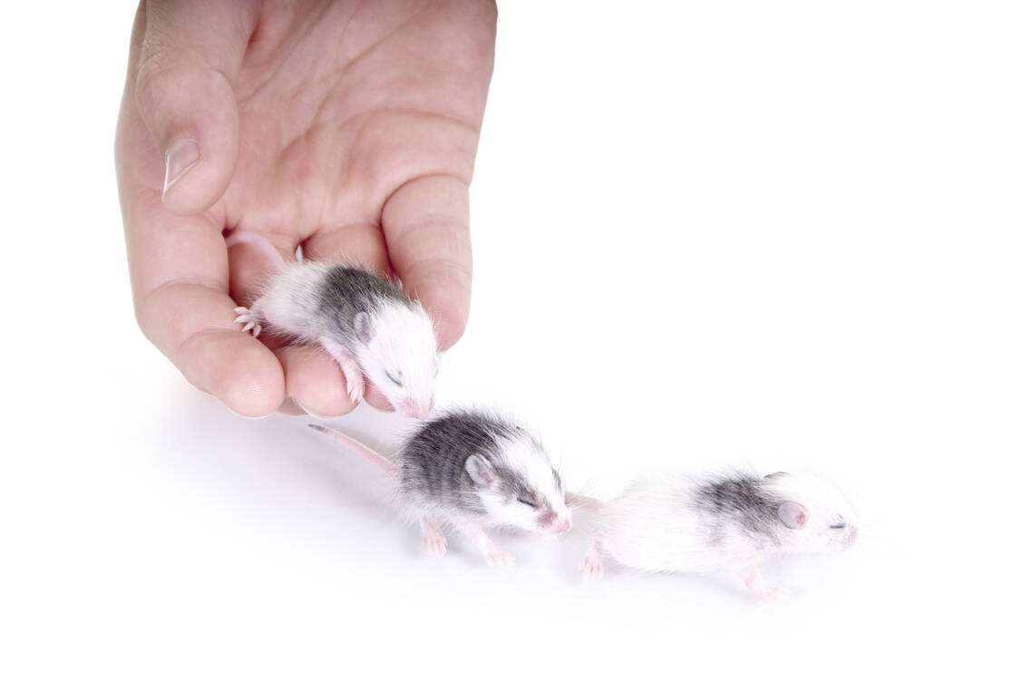 Von anderen Tierversuchen zu lernen soll ein neues Register ermöglichen. Foto: Fotolia/grafikplusfoto