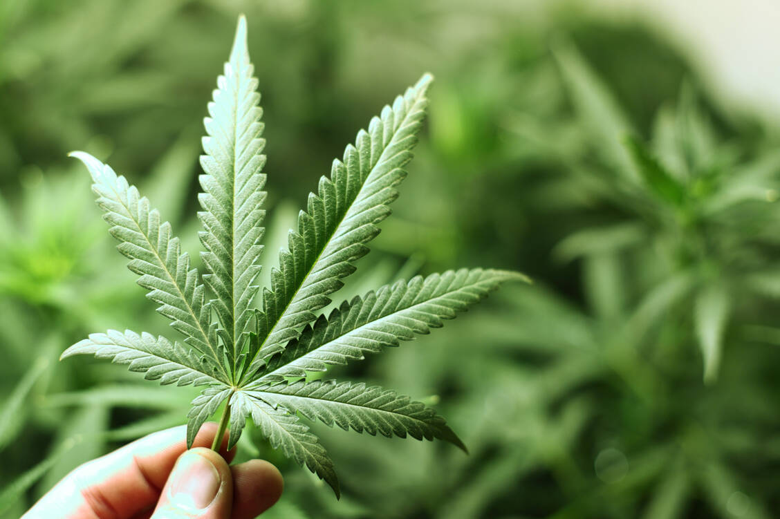 Der Anbau und der Besitz von Cannabis wird hierzulande künftig unter gewissen Auflagen legal. / Foto: Adobe Stock/yellowj