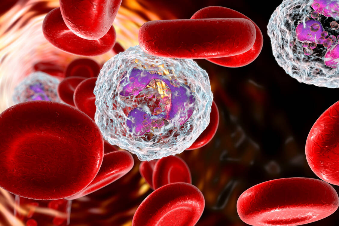 Bei einer Neutropenie sind die neutrophilen Granulozyten im Blut vermindert. Sie ist eine häufige Nebenwirkung bei myelosuppressiver Chemotherapie. / Foto: Getty Images/Kateryna Kon/Science Photo Library