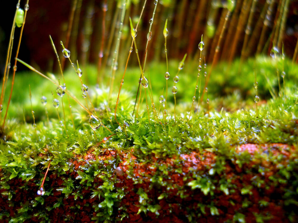 Wenn es gerade geregnet hat, riecht feuchte Erde nach Petrichor. Hauptkomponente dieses Dufts ist das Terpen Geosmin. / Foto: Getty Images/Sarath & Seenu
