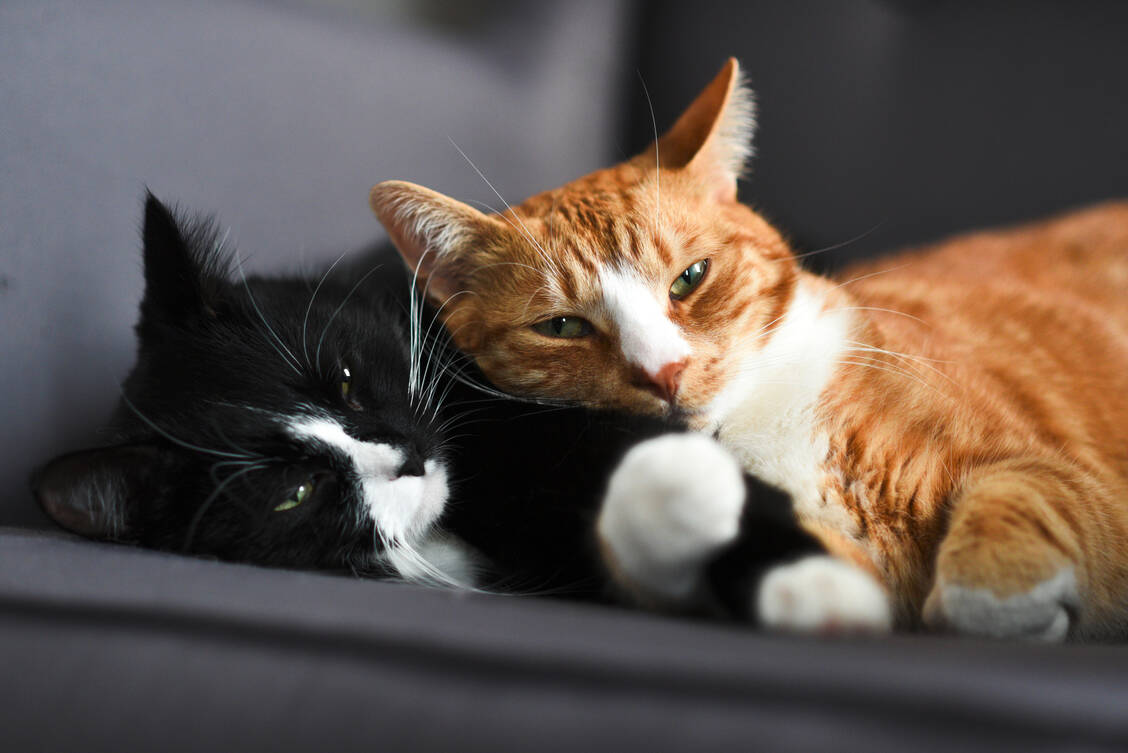Katzen können sich gegenseitig  mit SARS-CoV-2 infizieren, bleiben aber nach momentanen Wissen symptomlos.  / Foto: Adobe Stock/Kozioł Kamila