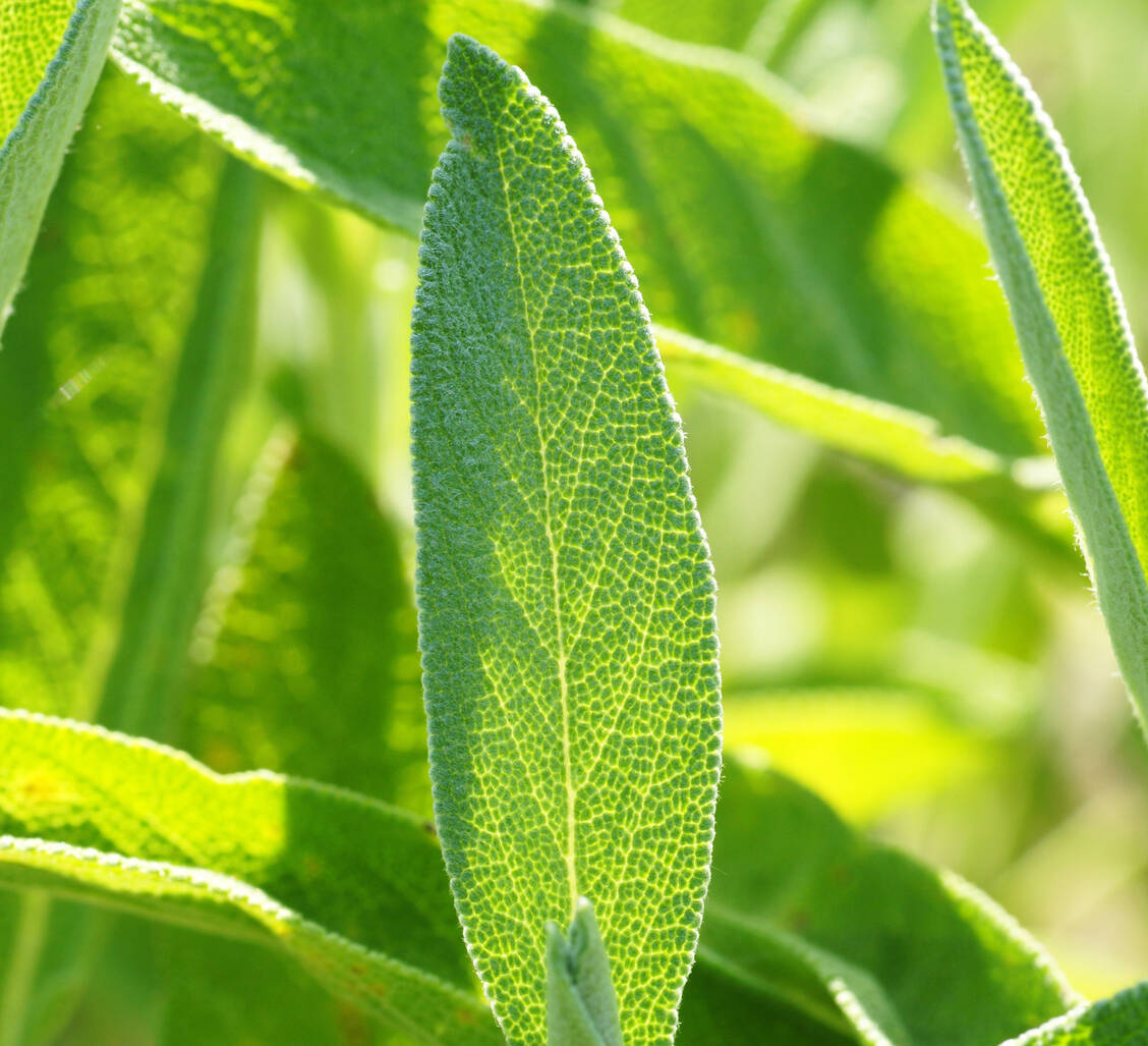 Bewährte pflanzliche Hilfe: Salvia officinalis / Foto: Adobe Stock/DOC RABE Media
