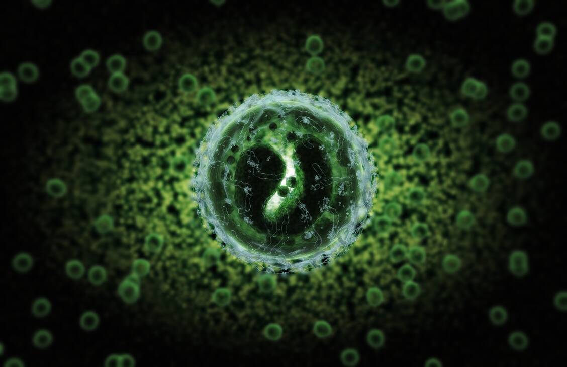 B-Zellen sind die einzigen Antikörper-Produzenten im Körper. Im Experiment gelang es Forschern, B-Zellen gezielt einen bestimmten Antikörper gegen RSV produzieren zu lassen. / Foto: Getty Images/MedicalRF.com