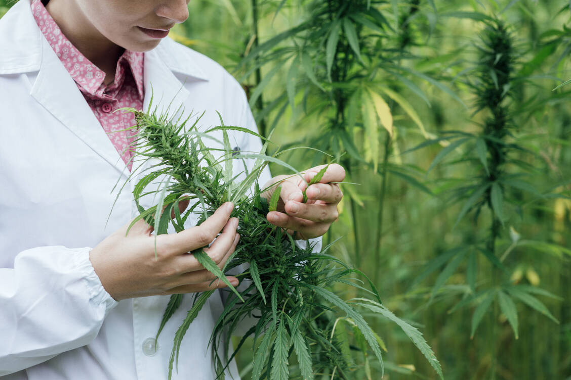 Bedarf gestiegen: Patienten mit schweren Erkrankungen können sich seit 2017 hierzulande Cannabisarzneimittel auf Kosten der Kassen verschreiben lassen. / Foto: Fotolia/stokkete