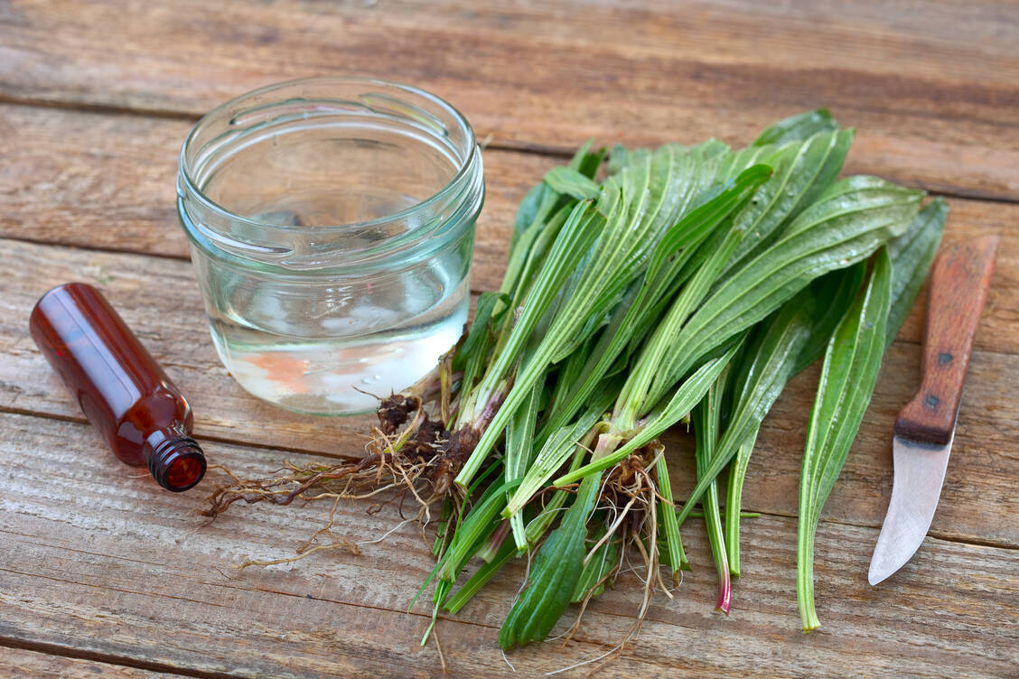 Da nur die Polysaccharid-Fraktion von Spitzwegerich, Bienenhonig und die isolierten Flavonoide von Thymian in dem Präparat enthalten sind, wirkt Mucosolvan Phyto Complete Sanofi zufolge nachweislich nicht pharmakologisch, sondern physikalisch. / Foto: Adobe Stock/Edyta Guhl