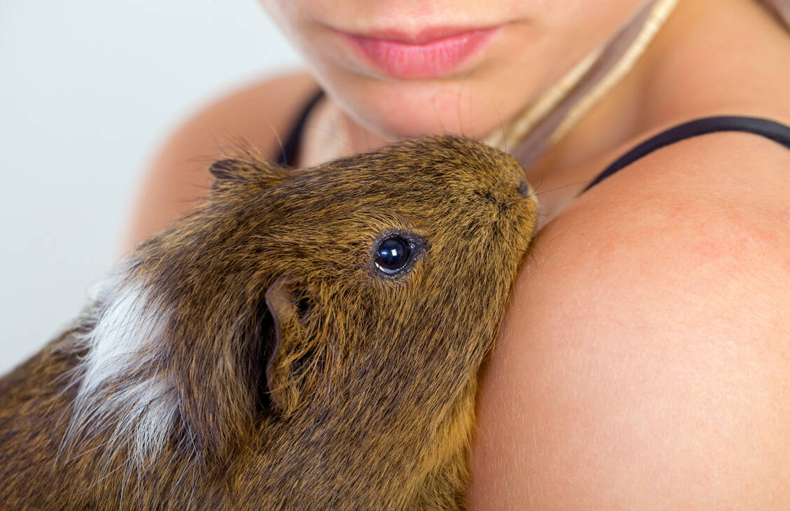 Nicht nur als kuscheliges Haustier beliebt: Meerschweinchen könnten in der frühen Entwicklungsforschung ganz große Tiere werden. / © Shutterstock/Ocskay Mark