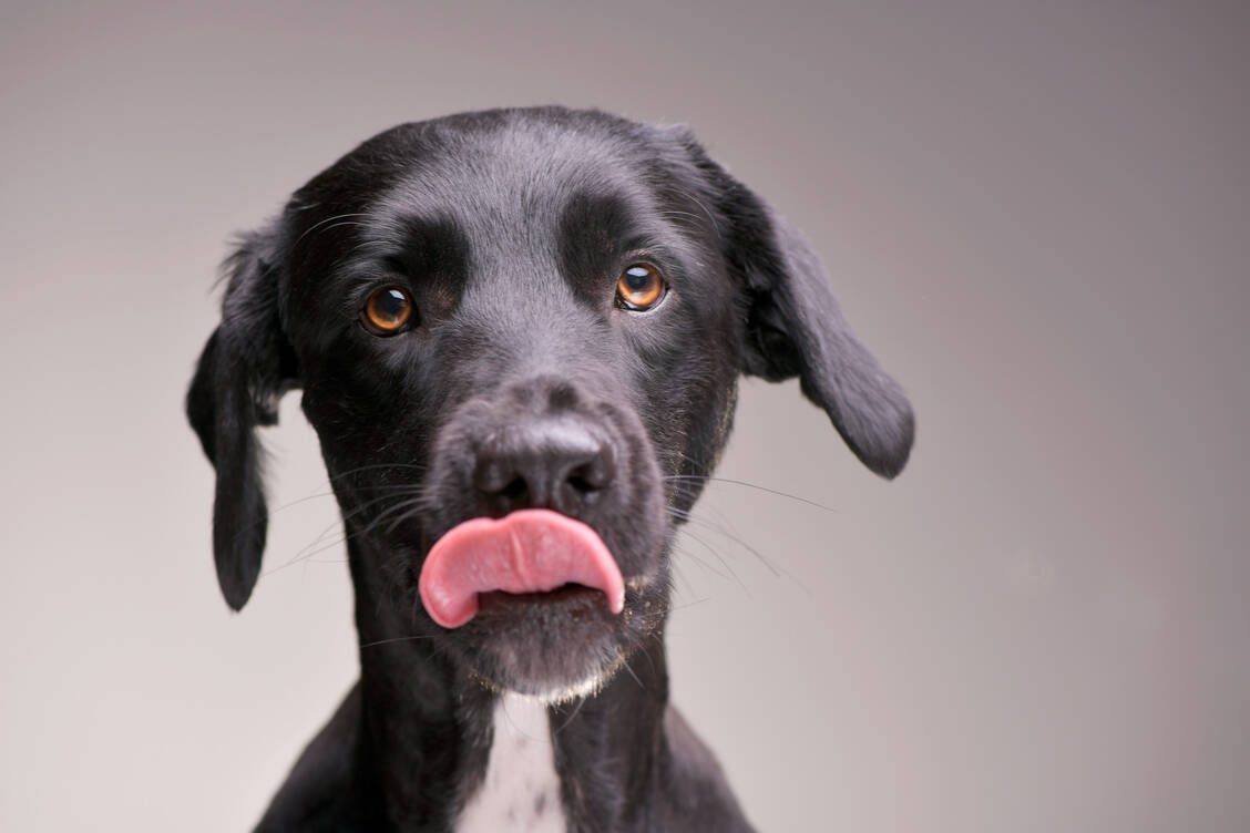 Arzneimittel , die beispielsweise für das Wohl von Hunden sorgen, werden bald nicht mehr vom Bayer-Konzern verkauft.  Das Unternehmen will seine milliardenschwere Arzneisparte für Tiere an den US-Konzern Elanco veräußern. / Foto: Adobe Stock/kisscsanad