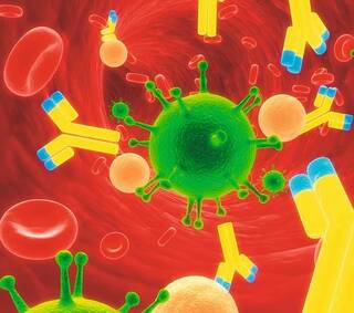 Hauptwaffe bei Autoimmunerkrankungen sind Antikörper.
<p class="fotonachweis">Foto: Fotolia</p>