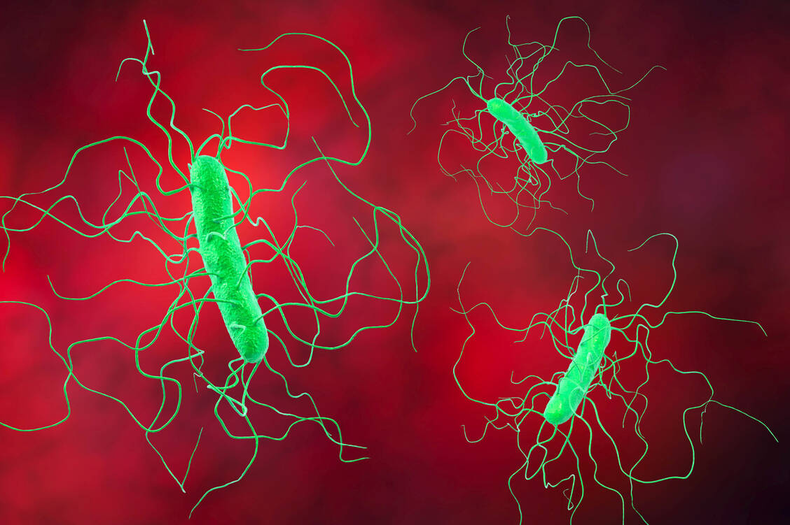 Clostridioides difficile sind der häufigsten Erreger nosokomialer und Antibiotika-assoziierter Durchfallerkrankungen.  / Foto: Imago/Science Photo Library