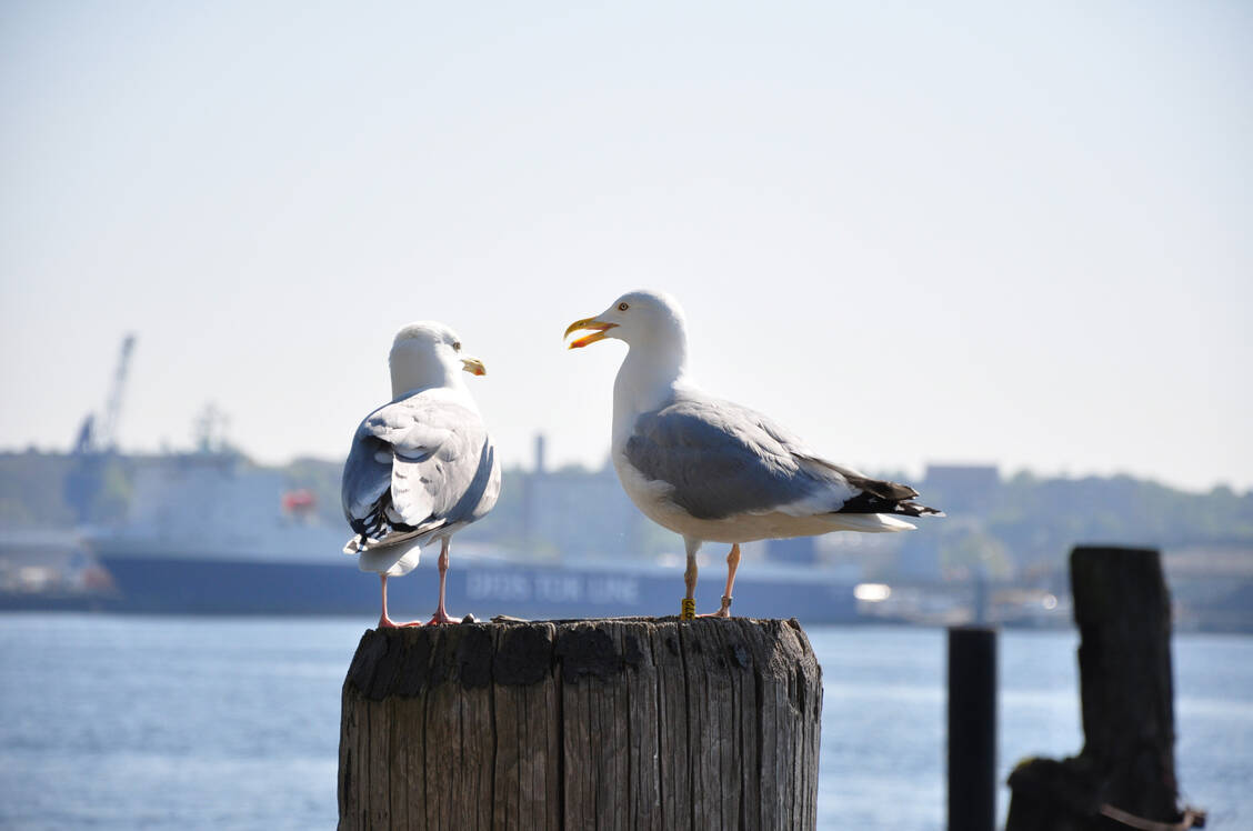 Entlang der deutschen Küste, vor allem in Schleswig-Holstein, wurden viele H5N1-Influenzainfektionen bei Wildvögeln wie Möwen entdeckt.  / Foto: Adobe Stock/Marco2811