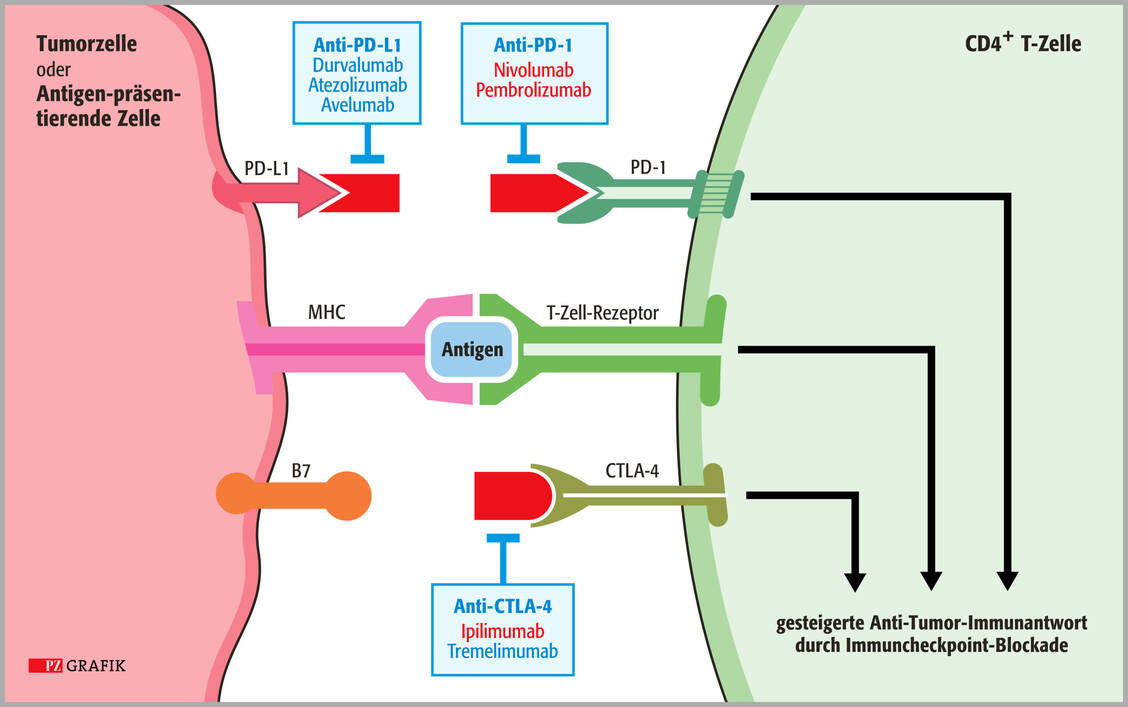 Abbildung 1: Molekulare Angriffspunkte von Checkpoint-Inhibitoren; diese hemmen die sogenannten Immuncheckpoints und aktivieren dadurch die intrinsische Anti-Tumor-Immunantwort von T-Zellen. Bei malignem Melanom sind nur Ipilimumab, Pembrolizumab und Nivolumab zugelassen (rot markiert). / Foto: PZ/Stephan Spitzer
