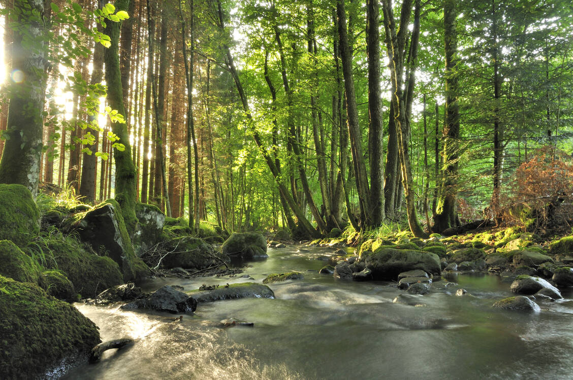 In Japan ist das «Shinrin-yoku», das Waldbaden, bereits Teil der staatlichen Gesundheitsversorgung. / Foto: Fotolia/nicolas90d