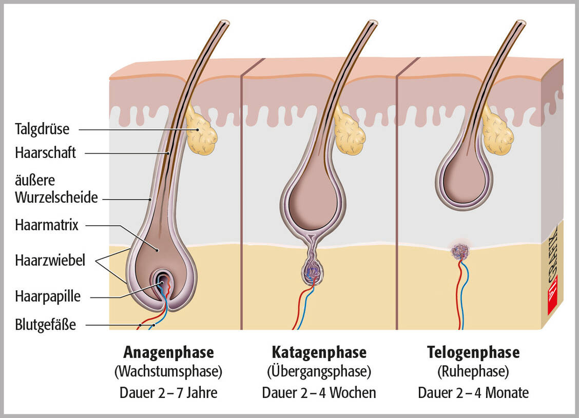 Abbildung 1: Wachstumszyklus der Haare mit Anagen-, Katagen- und Telogenphase; mod. nach (2) / © PZ/Stephan Spitzer