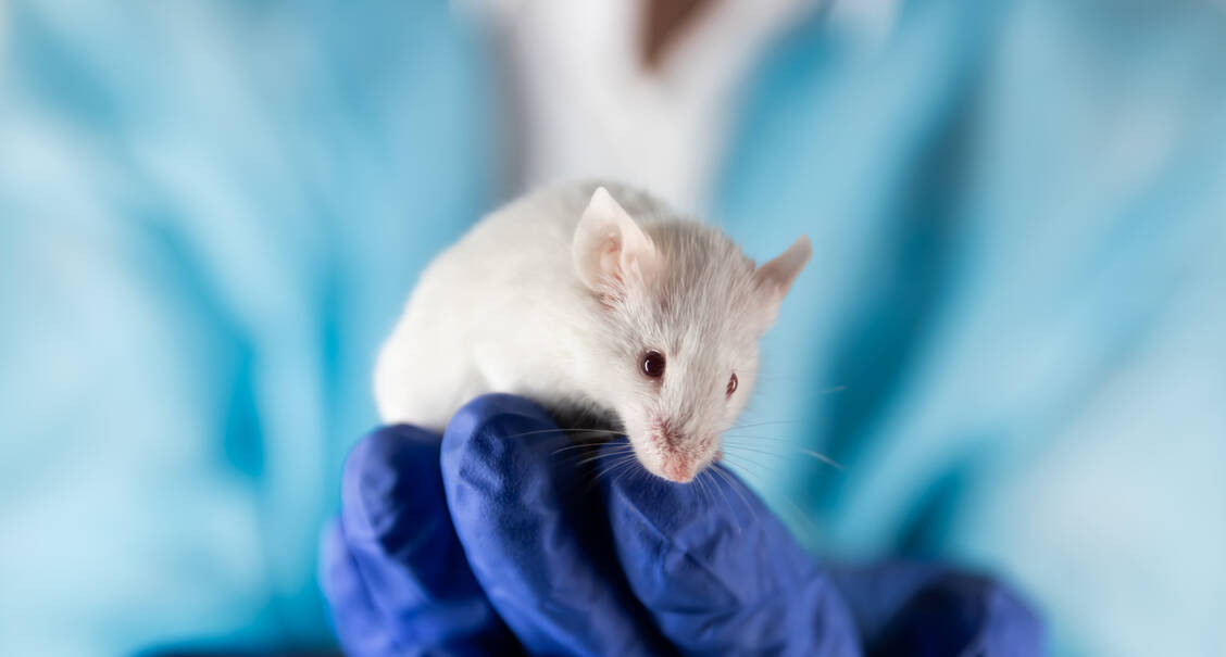Zumindest im Tierversuch ist es Forschern gelungen, mit Senolytika die Schmerzparameter bei chronischen Rückenschmerzen zu verbessern.  / © Shutterstock/javirozas