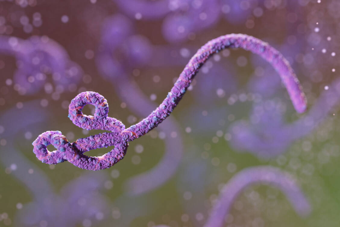 Eine seltene Art  aus der Gattung Ebolavirus, das Bundibugyo-Virus, ist für den aktuellen Ausbruch in der Demokratischen Republik Kongo verantwortlich. / © Getty Images/Maciej Frolow