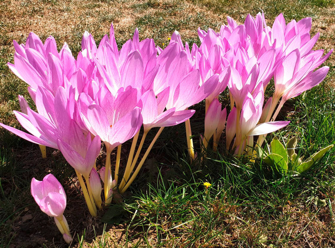 Wunderschön, aber hochgiftig: Die Herbstzeitlose (Colchicum autumnale) enthält in allen Pflanzenteilen das toxische Alkaloid Colchicin. / © PZ/Günter Gräfe