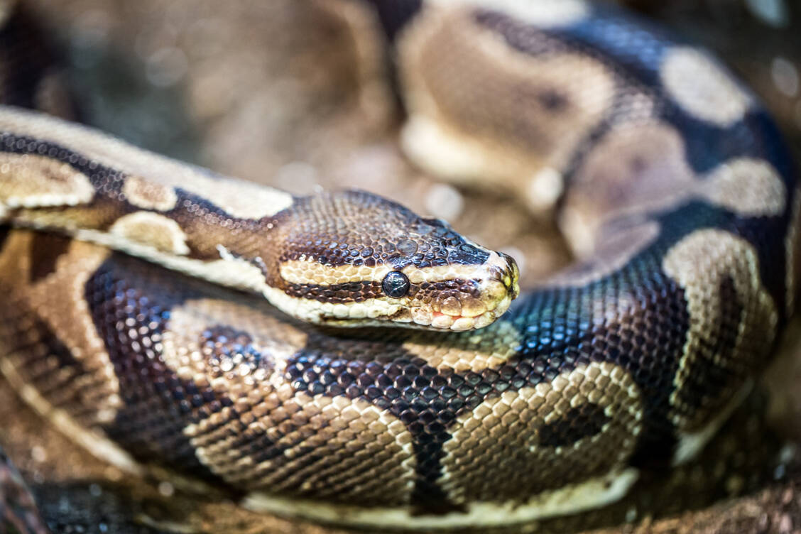Nach einer Mahlzeit produzieren Pythons große Mengen an para-Tyramin-O-Sulfat – und haben danach sehr lange keinen Appetit mehr.  / © GettyImages/yhelfman