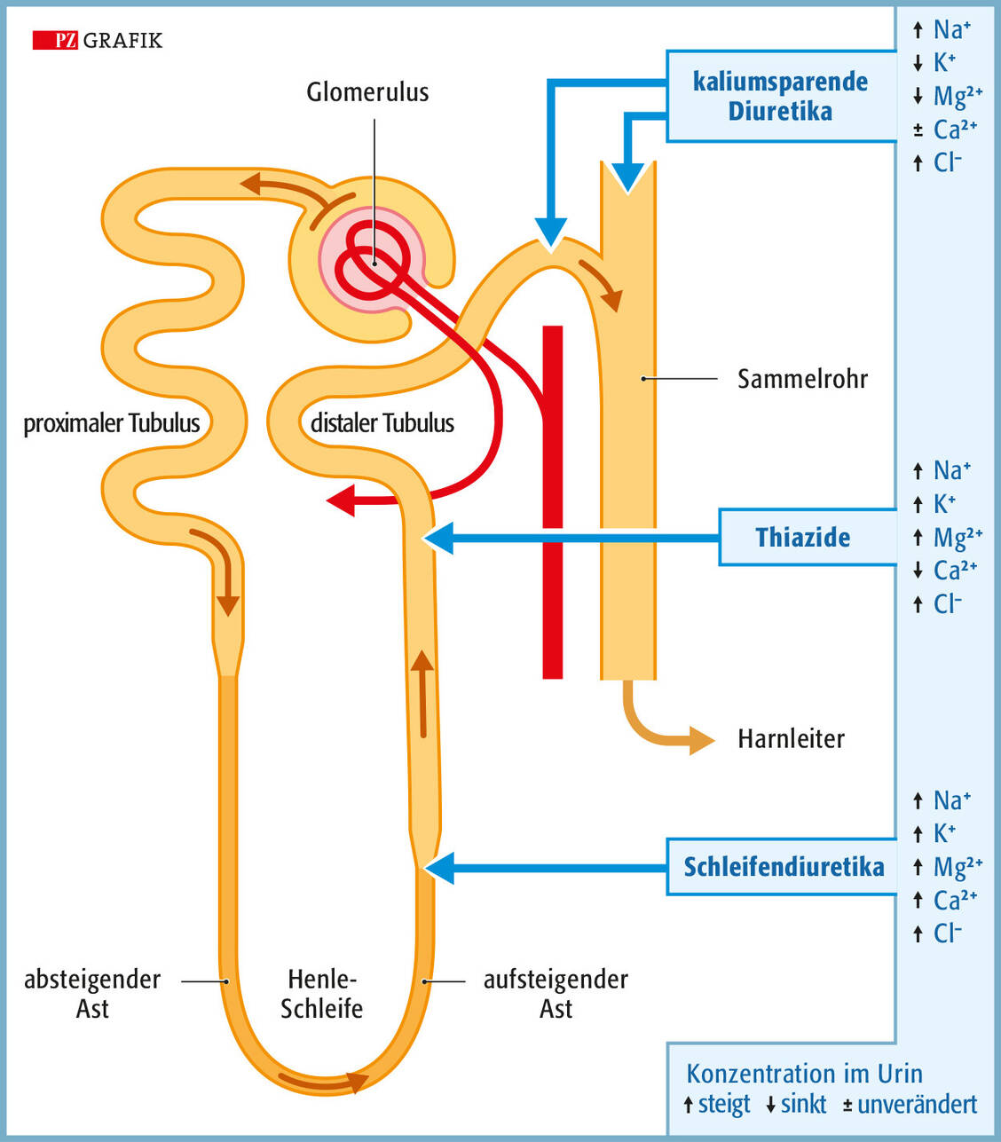 Grafik 1: Anatomie des Nephrons mit Gomerulus und Tubulussystem; eingezeichnet sind die Angriffsorte der diuretischen Wirkstoffgruppen und deren Einfluss auf den Elektrolythaushalt. / Foto: PZ/Stephan Spitzer