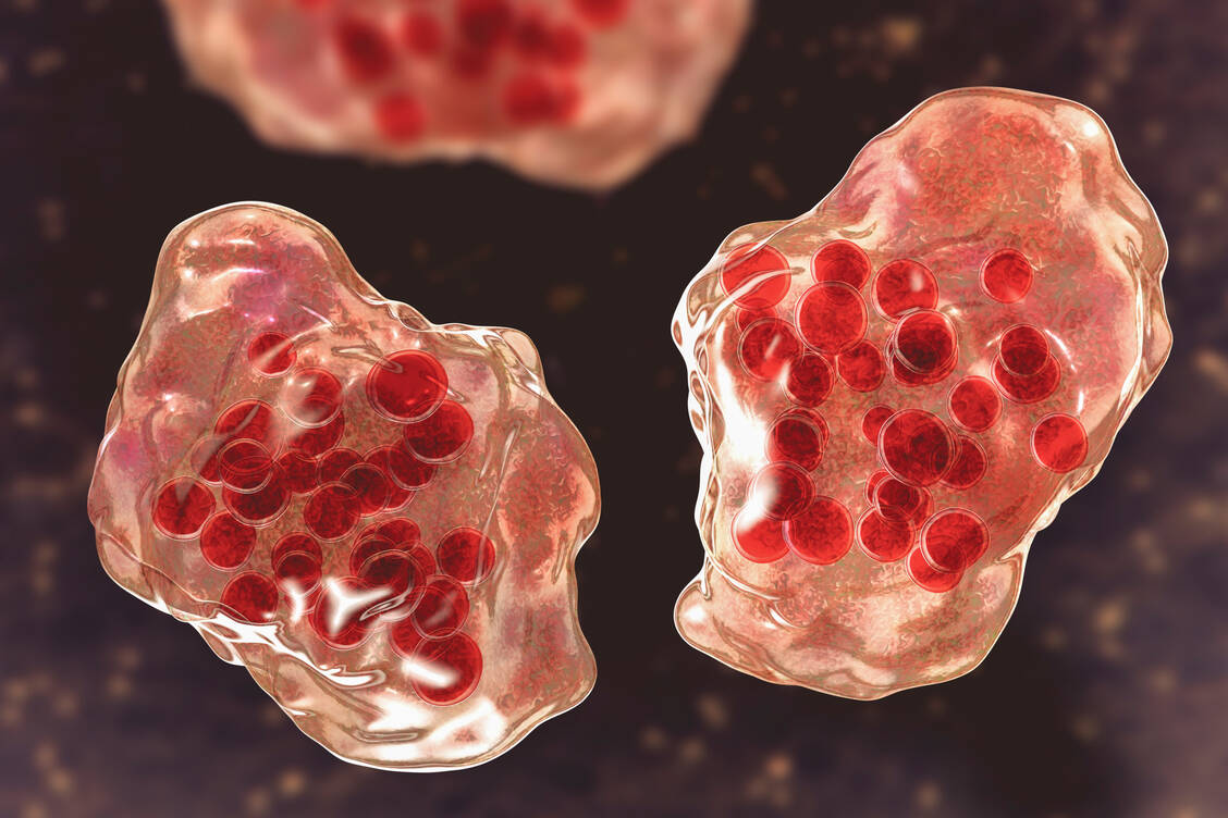 Masernviren können Immunzellen befallen und töten und Antikörper zerstören – die Folge ist eine Immunamnesie.  / © Getty Images/Science Photo Library