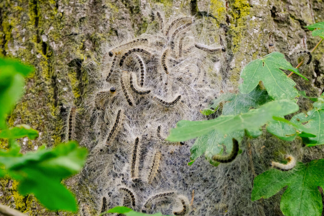 Unschöne Entdeckung im eigenen Garten: Jetzt sind Profis gefragt. / Foto: Adobe Stock/agrarmotive