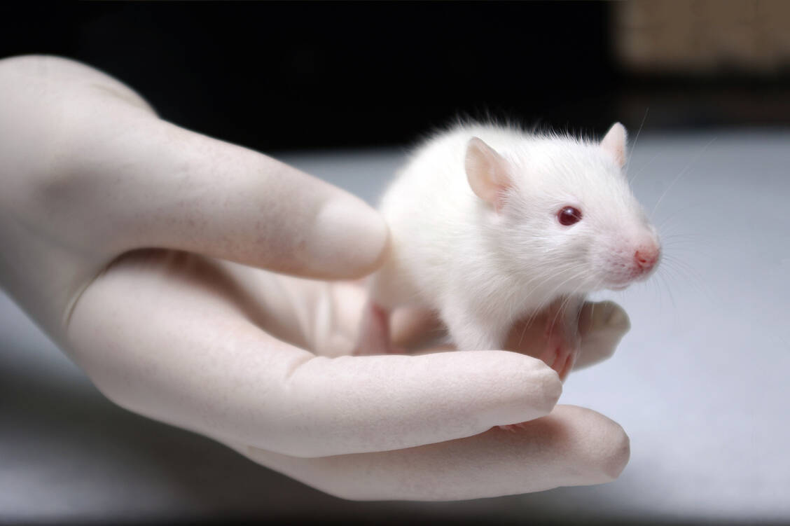 Die Forschung zu drei neu vorgestellten bispezifischen Antikörpern hat gerade erst – im Tiermodell – begonnen. Möglicherweise lässt sich das Konzept künftig für die Krebstherapie nutzbar machen. / Foto: Fotolia/lculig
