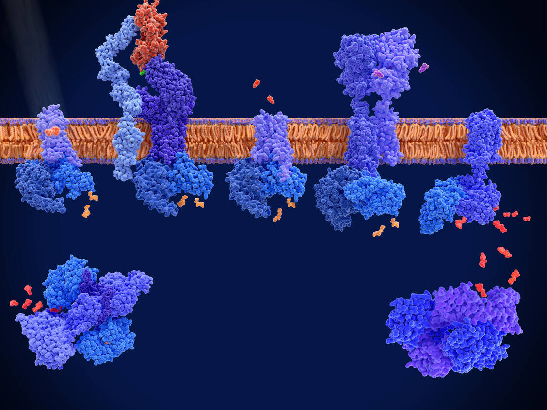 G-Proteine haben im Körper zahlreiche Funktionen, unter anderem auch im Immunsystem. / Foto: Getty Images/Science Photo Library/Juan Gärtner