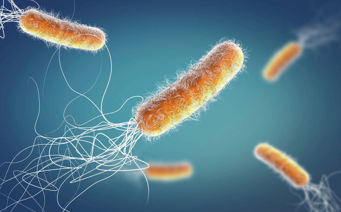Das gramnegative Bakterium Pseudomonas aeruginosa gehört zu den wichtigsten »Problemkeimen«. / Foto: Getty Images/Science Photo Library/Christoph Burgstedt