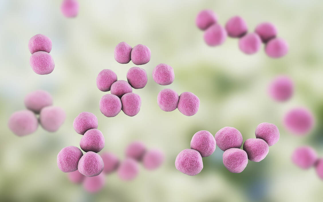 Veillonella-Bakterien sind gramnegative, anaerobe Kokken. / Foto: Adobe Stock/Kateryna_Kon