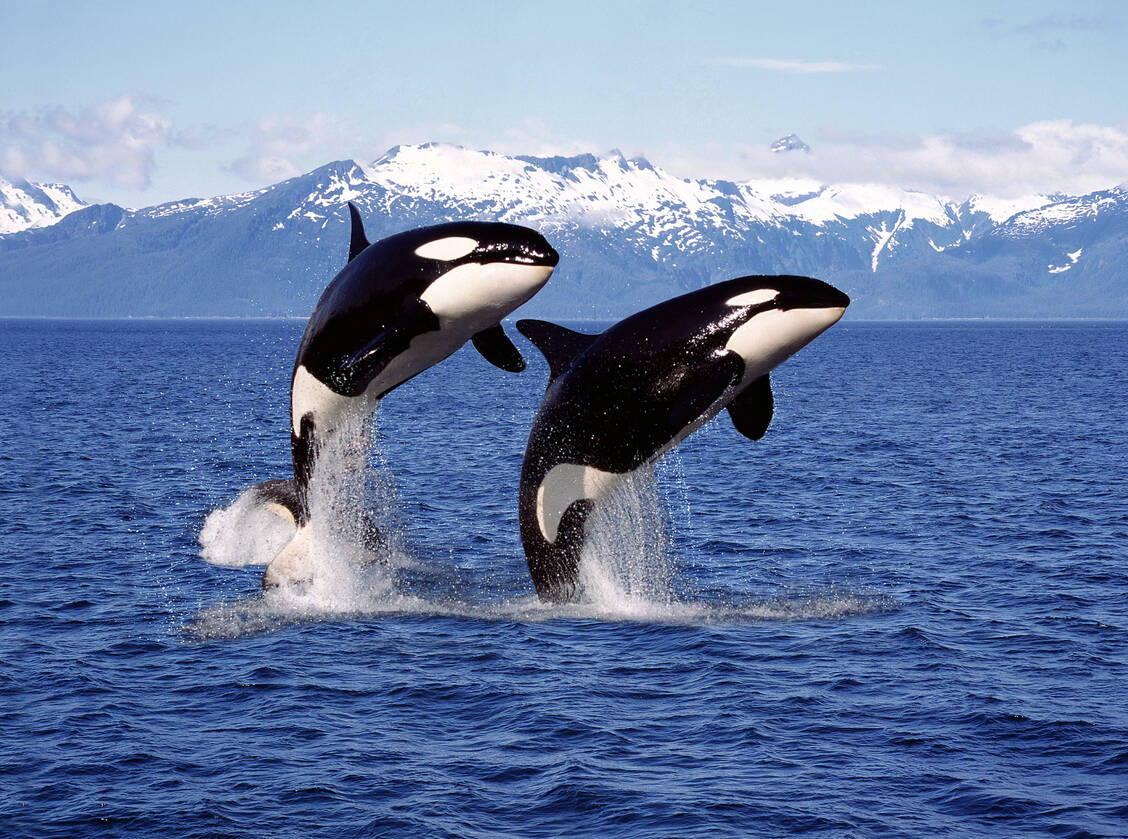 Ein Wellness-Peeling auf Seetangbasis ist für Orcas wie ein kulturelles Ritual. / © Adobe Stock/slowmotiongli