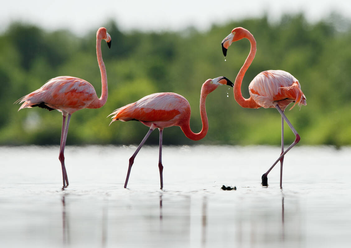 Die clevere Beutejagt der Flamingos inspiriert die Wissenschaft in vielen Bereichen. / © Shutterstock/Sergey Uryadnikov