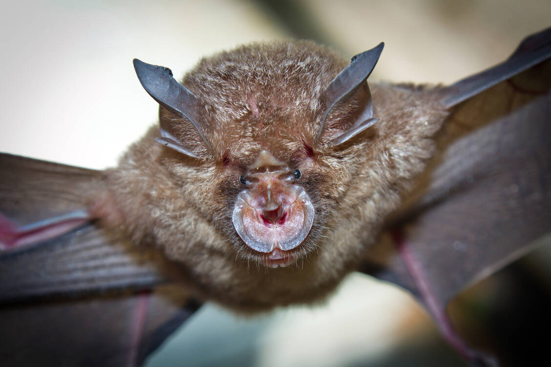 Möglicherweise der Ursprung der Pandemie: Rhinolophus affinis aus der Gattung Hufeisennasen / Foto: Adobe Stock/Charoenchai