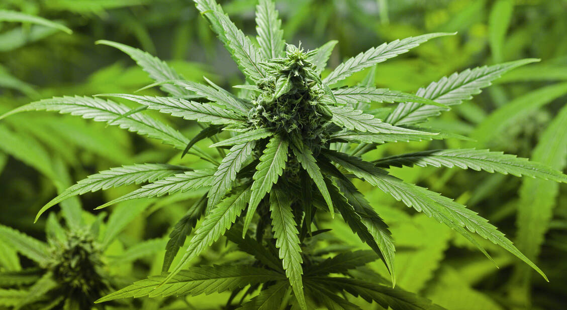 Die Landesbehörden sollen unter anderem sogenannte Cannabis-Clubs zulassen und überwachen, in dem sie prüfen, ob dei Clubs Mengen-, Qualitäts- und Jugendschutzvorgaben einhalten. / Foto: fotolia/nicky39