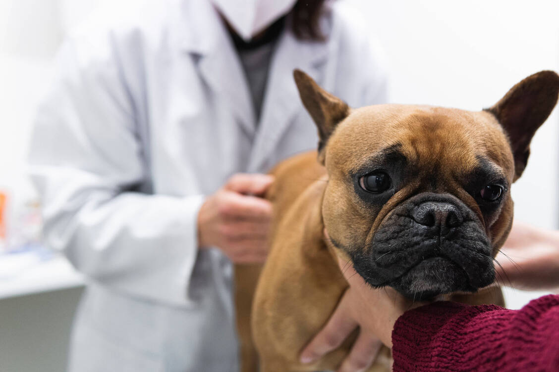 Den Umgang mit Tierarzneimitteln regelt in Deutschland künftig ein eigenständiges Gesetz. Im Januar 2022 tritt damit auch ein Versandhandelsverbot für Rx-Präparate in Kraft.  / Foto: Imago images/Westend61