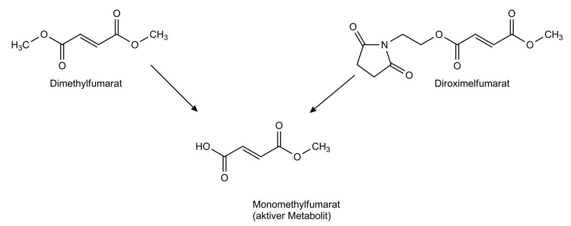 Abbildung 2: Dimethylfumarat und das 2022 neu zugelassene Diroximelfumarat werden durch Esterspaltung in den aktiven Metaboliten Monomethylfumarat umgewandelt. / Foto: Bendas, Wurglics