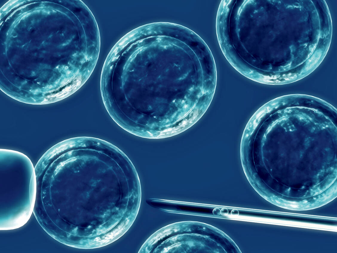 Aus induzierten pluripotenten Stammzellen lassen sich auch Kardiomyozyten gewinnen. / Foto: Shutterstock/Sebastian Kaulitzki