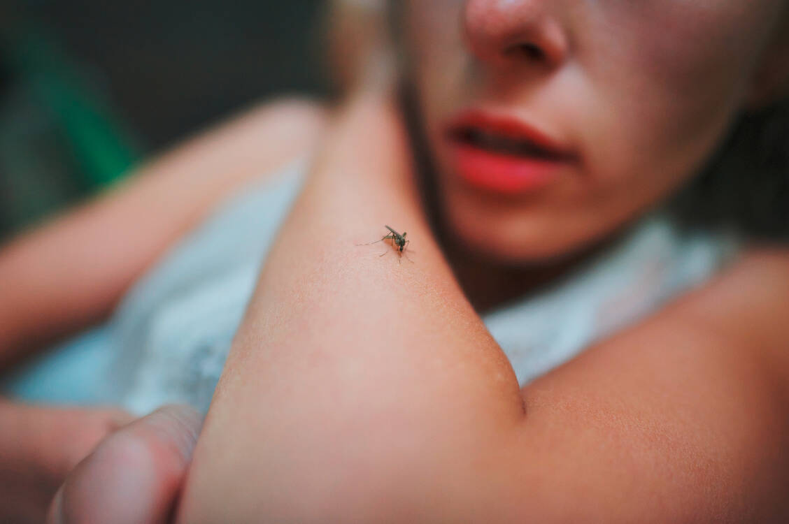 Überträger des West-Nil-Virus sind heimische Stechmücken. Durch die ungewöhnlich warmen Sommer der letzten beiden Jahre hat sich das Virus auch nördlich der Alpen etablieren können. / Foto: Adobe Stock/raisondtre