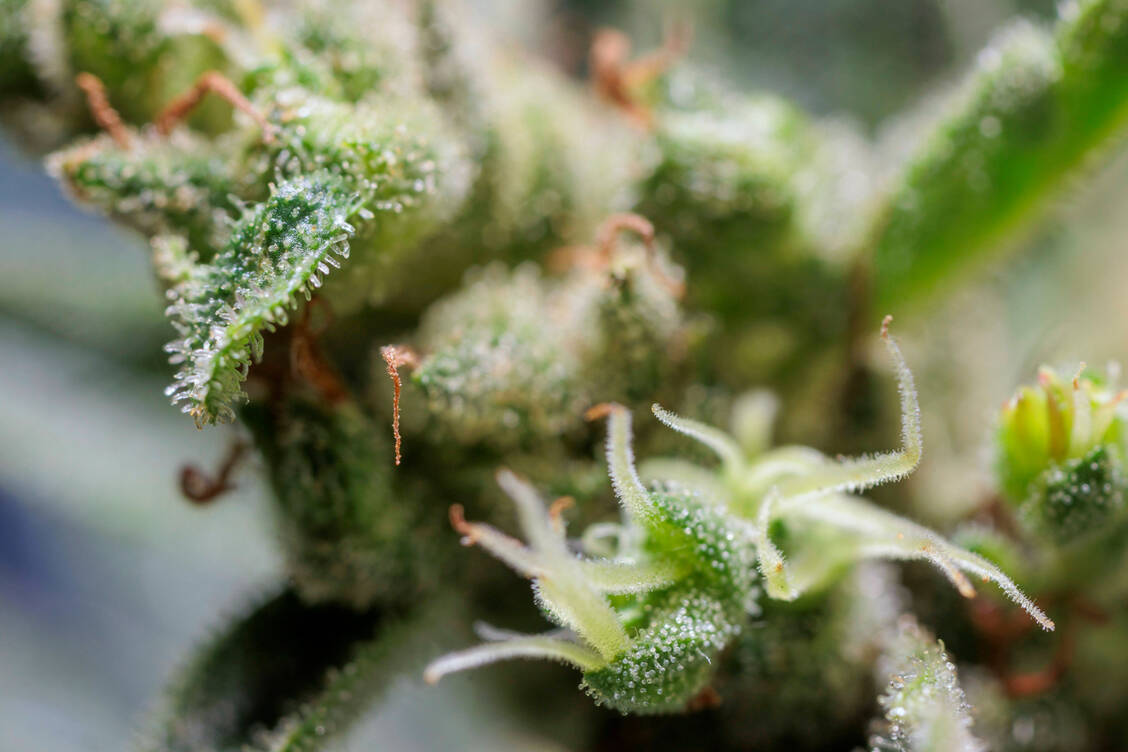 Cannabisblüten sollen nach Plänen des BMG aus der Erstattung fallen. / © Imao/Rainer Weisflog