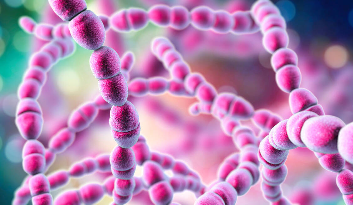 Streptokokken sind grampositive, kugelförmige Bakterien, die sich in Paaren oder Ketten zusammenlagern. / Foto: Adobe Stock/Kateryna_Kon