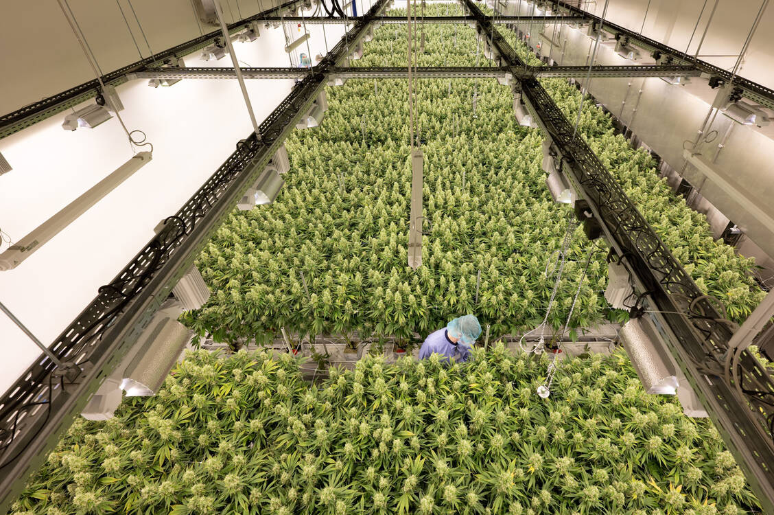 In einem sogenannten Blüteraum wachsen Cannabis-Pflanzen in der Indoor-Anbaustätte von Demecan. Das deutsche Start-up hat für den Cannabis-Anbau einen ehemaligen Schlachthof in der Nähe von Meißen (Sachsen) umgebaut. / Foto: picture alliance/dpa/dpa-Zentralbild