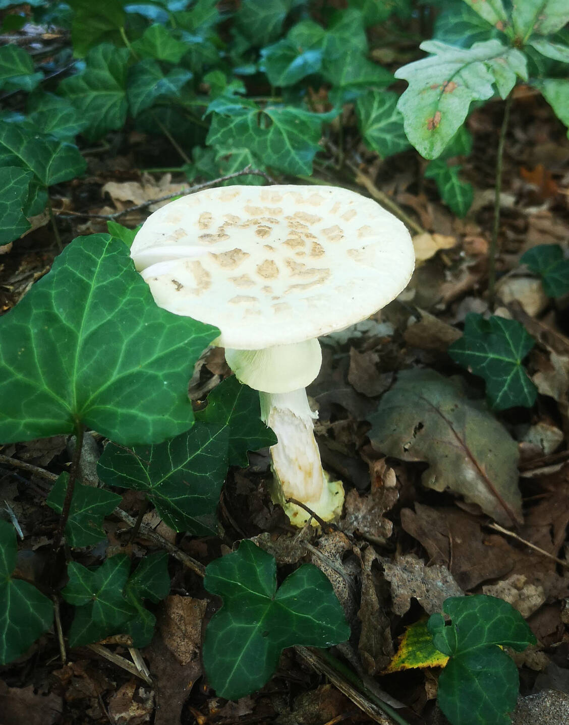 Die Bestimmungs-App identifiziert diesen Pilz als Gelben Knollenblätterpilz (Amanita citrina) – definitiv die Finger davon lassen. / Foto: PZ/Daniela Hüttemann