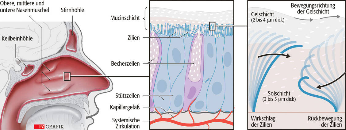 Die Nase und ihre Funktion auf einen Blick: Anatomie der Nase (links), Aufbau der Nasenschleimhaut (Mitte) mit den schleimabsondernden Becherzellen und Schema der mukoziliären Clearance aus dem Zusammenspiel von Zilienbewegung und Mucinschicht (rechts) / Foto: Stephan Spitzer